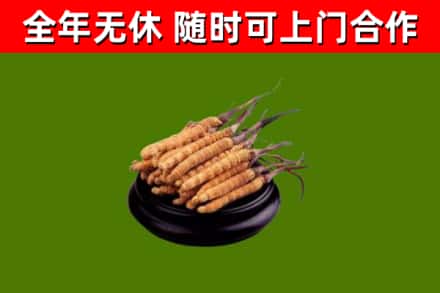 南岸区回收冬虫夏草