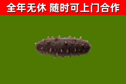 南岸区回收海参干